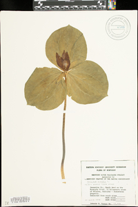 Trillium sessile image