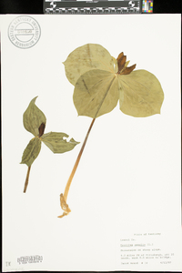 Trillium sessile image