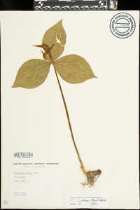 Trillium luteum image