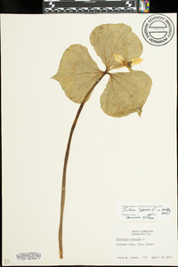 Trillium simile image