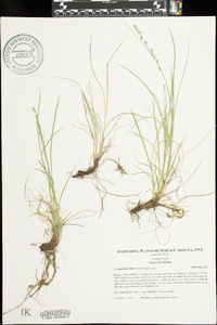 Carex echinata image