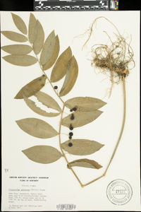Polygonatum pubescens image