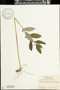 Polygonatum pubescens image