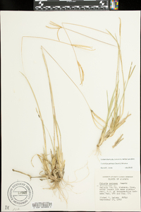 Eustachys petraea image