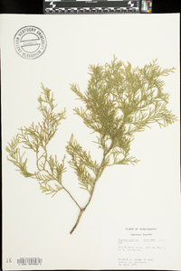 Chamaecyparis thyoides image