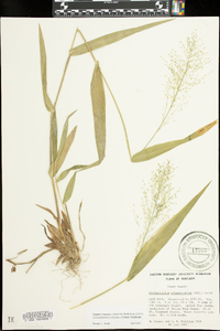 Dichanthelium polyanthes image