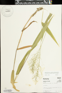 Dichanthelium polyanthes image