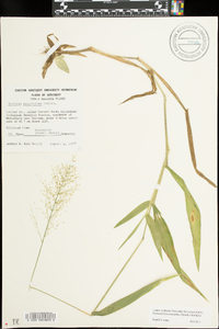 Dichanthelium polyanthes image