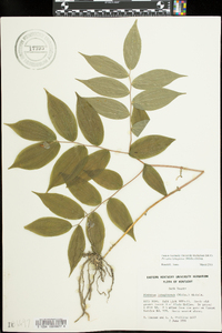 Prosartes lanuginosa image