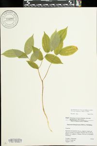 Prosartes lanuginosa image