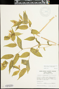 Prosartes lanuginosa image