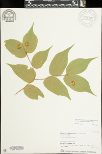 Prosartes lanuginosa image