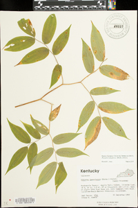 Prosartes lanuginosa image