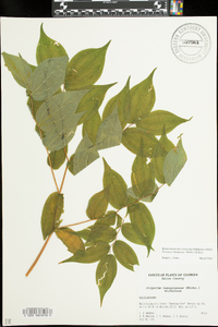 Prosartes lanuginosa image