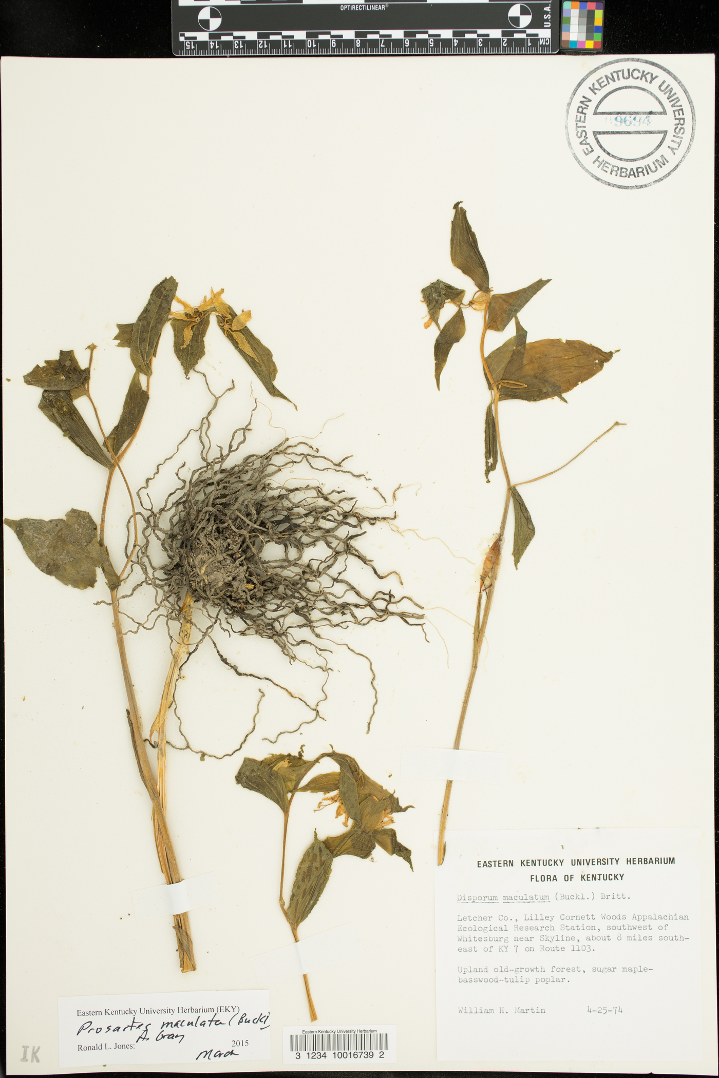 Prosartes maculata image