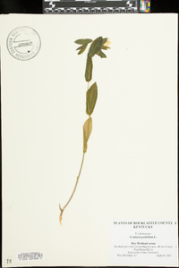 Uvularia perfoliata image