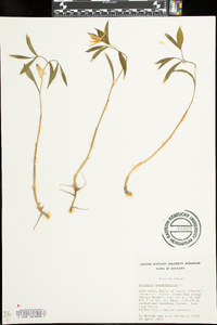 Uvularia sessilifolia image