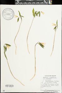 Uvularia sessilifolia image