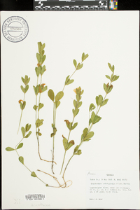 Dyschoriste oblongifolia image