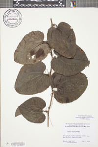 Smilax tamnoides image