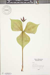 Trillium erectum image