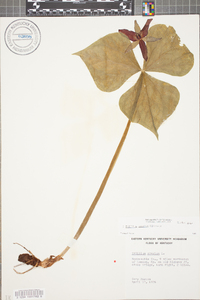 Trillium erectum image