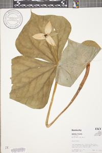 Trillium erectum image