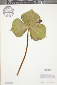 Trillium erectum image