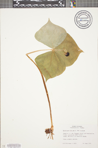 Trillium erectum image