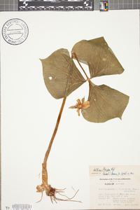 Trillium erectum image