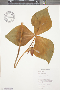 Trillium flexipes image