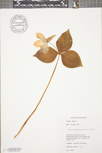 Agoseris grandiflora image