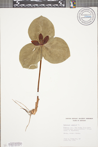 Trillium sessile image