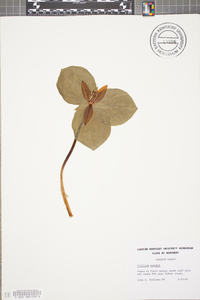 Trillium sessile image