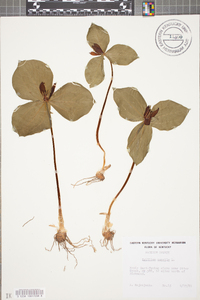 Trillium sessile image