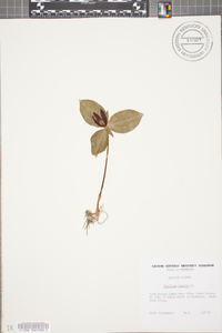 Trillium sessile image