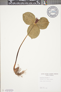 Trillium sessile image