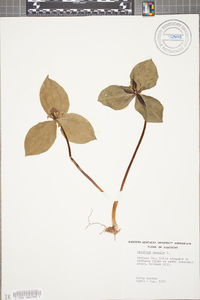 Trillium sessile image