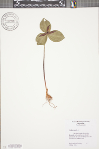 Trillium sessile image