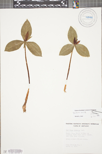 Trillium sessile image