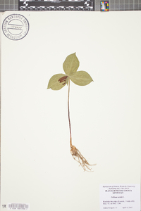 Trillium sessile image