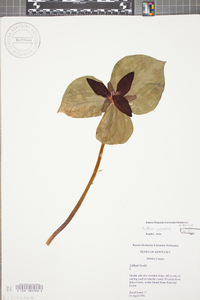 Trillium sessile image