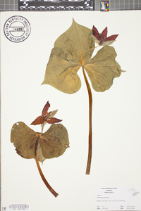 Trillium sulcatum image