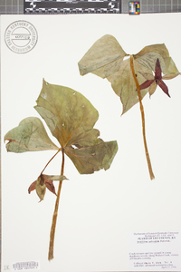 Trillium sulcatum image