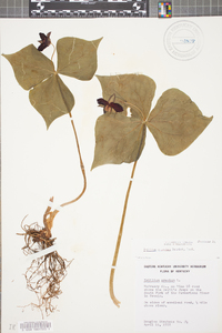 Trillium sulcatum image