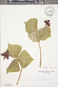 Trillium sulcatum image