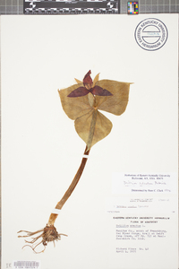 Trillium erectum image