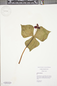 Trillium sulcatum image