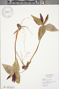 Trillium underwoodii image