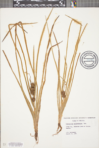 Sparganium angustifolium image